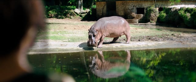 "Zafari" coloca um hipopótamo no quintal da Venezuela
